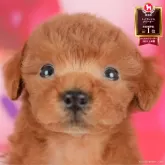 トイプードル(トイ)