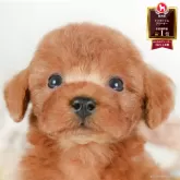 トイプードル(トイ)