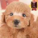 トイプードル(トイ)