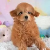 タイニープードル