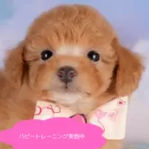 トイプードル(トイ)