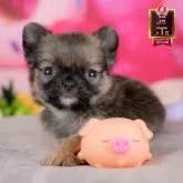 チワワ(ロング)