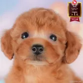 トイプードル(トイ)