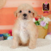 マルプー(マルチーズ×トイプードル)