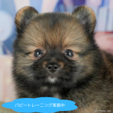 ポメラニアン
