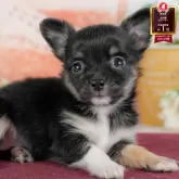 チワワ(ロング)