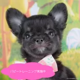 チワワ(ロング)【栃木県・女の子・2025年2月20日・ブラックタン】の写真1「あまえんぼうさん💕」