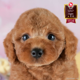 トイプードル(トイ)