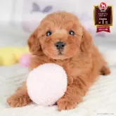 トイプードル(トイ)