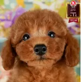 トイプードル(トイ)