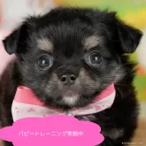 チワワ(ロング)