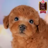 トイプードル(トイ)