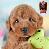 トイプードル(トイ)