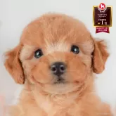 トイプードル(トイ)