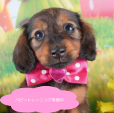 カニンヘンダックスフンド(ロング)