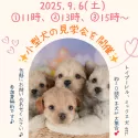 マルプープー(トイプードル×マルプー)【栃木県・男の子・2025年2月24日・アプリコット】の写真2「📅9/6(土)限定！小型犬ワンちゃん見学会を開催🐶お気軽にお問い合わせくださいませ♫」