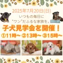 チワワ(ロング)【栃木県・女の子・2025年5月18日・ブラックタン&ホワイト】の写真2「好評につき夏休みシーズン🍉7/20(日)子犬見学会の開催が決定🐶お問い合わせお待ちしております♫」