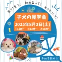 トイプードル(トイ)【栃木県・男の子・2025年4月30日・レッド】の写真2「📣好評につき、8/2(土)子犬見学会の継続開催が決定🌈お問い合わせお待ちしております♪」