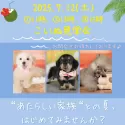 ポメプー(ポメラニアン×トイプードル)【栃木県・男の子・2025年3月2日・アプリコット】の写真2「📢大好評につき、こいぬ見学会の継続開催が決定🐶💕気軽にお問い合わせくださいませ♪」