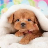 チワプー(チワワ×トイプードル)【栃木県・女の子・2025年2月22日・レッド】の写真2「複数の子犬を見学可能です😊ご希望の子がいれば遠慮なくお伝えください！」
