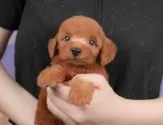 トイプードル(トイ)【栃木県・男の子・2025年7月31日・レッド】の写真3「複数の子犬を見学可能です😊ご希望の子がいれば遠慮なくお伝えください！」