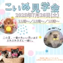 トイプードル(トイ)【栃木県・男の子・2025年4月29日・レッド】の写真2「📢好評につき7/26(土)📅も子犬見学会を開催✨お問い合わせお待ちしております♪」