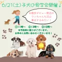チワプー(チワワ×トイプードル)【栃木県・男の子・2025年3月24日・アプリコット】の写真2「✨ご好評につき6/21(土)も子犬の見学会🐶の開催が決定！📣お気軽にお問い合わせください♪」