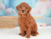 トイプードル(トイ)【栃木県・男の子・2025年8月18日・レッド】の写真2「複数の子犬を見学可能です😊ご希望の子がいれば遠慮なくお伝えください！」