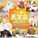 トイプードル(トイ)【栃木県・男の子・2025年7月31日・レッド】の写真2「🍂10月13日(月祝)見学会開催📣たくさんの子犬を見学できる限定イベントです🐶✨」