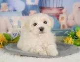 マルプー(マルチーズ×トイプードル)【栃木県・女の子・2025年4月13日・クリーム】の写真5「敷地内に駐車可能スペースを完備しております🚙」