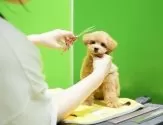 ポメラニアン【栃木県・女の子・2025年1月25日・パーティ】の写真7「トリマーさんが愛情込めてお手入れしています🫧」