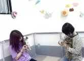 ポメプー(ポメラニアン×トイプードル)【栃木県・男の子・2025年3月2日・アプリコット】の写真11「🐶パピートレーニング中🐶お迎え後も安心いただけるよう日々特訓しております🎶」