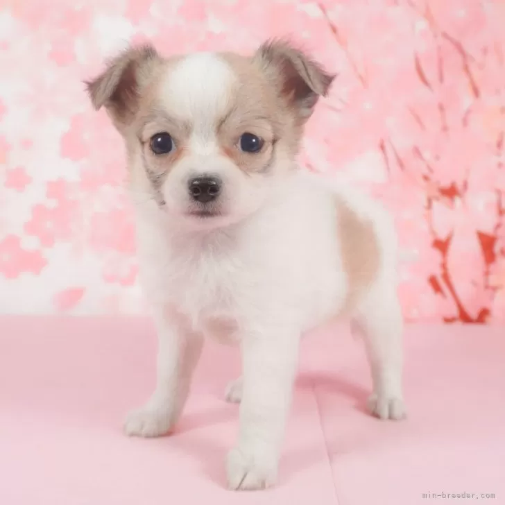 ID：2401-02333の子犬