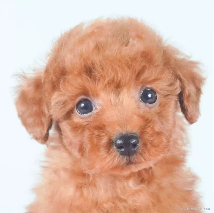ID:2312-04739の子犬