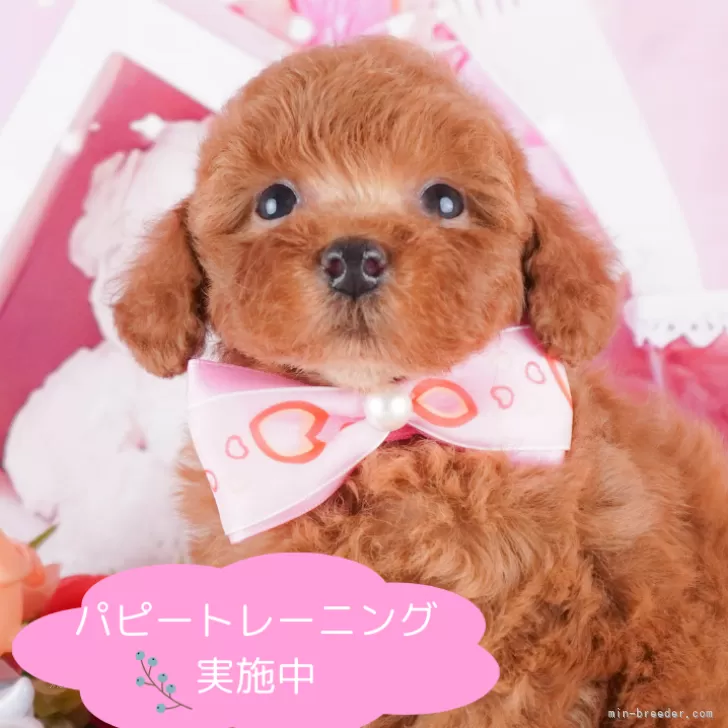 ID：2410-00596の子犬