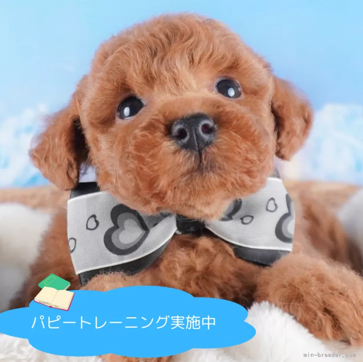 ID：2409-07136の子犬