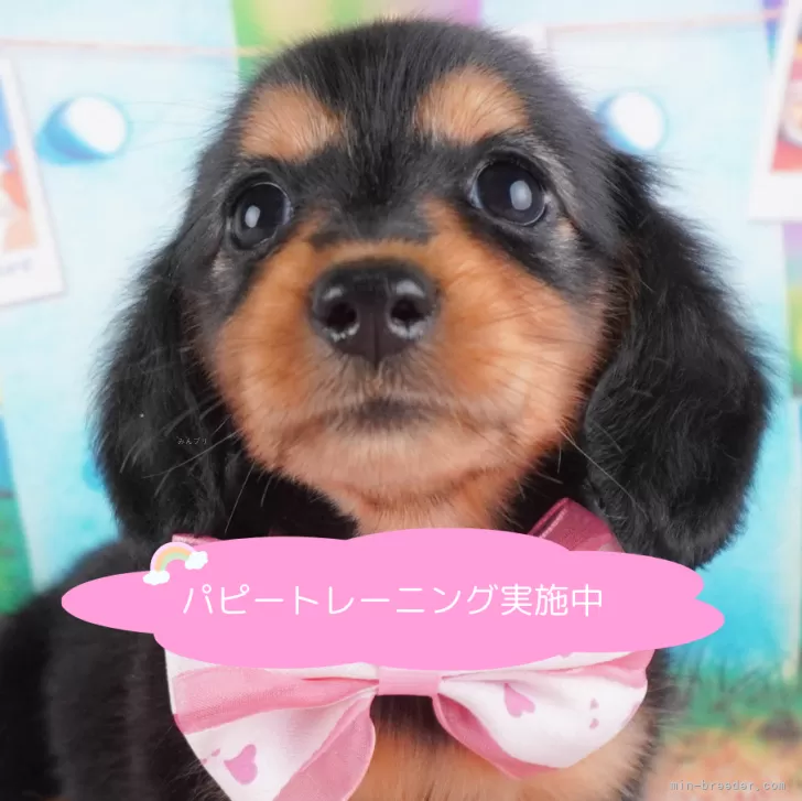 ID：2408-07454の子犬