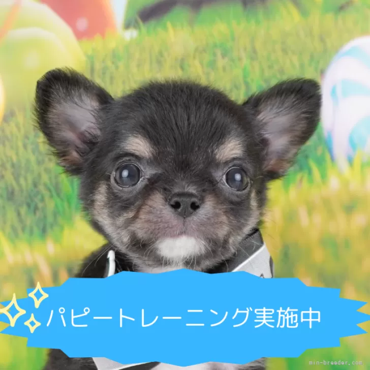 ID：2407-08029の子犬