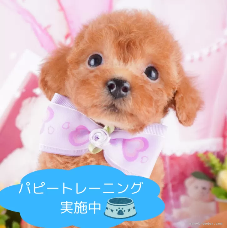 ID:2410-00541の子犬