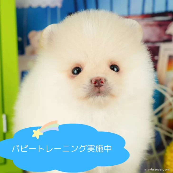 ID：2409-01020の子犬