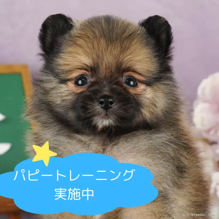ID：2407-00570の子犬