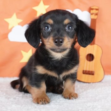 チワックス(チワワ×ダックスフンド)【栃木県・男の子・2024年2月29日・ブラックタン】の写真「おっとり君なイケメンボーイ🌟」