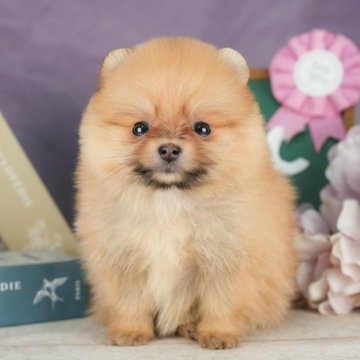 ポメラニアン【栃木県・女の子・2024年2月26日・オレンジ】の写真「のんびり屋さんな優しい女の子🐶✨」