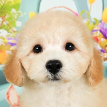 ビションプー(ビションフリーゼ×トイプードル)【栃木県・男の子・2023年11月30日・クリーム】の写真「まん丸ボディな男の子🐶💖」