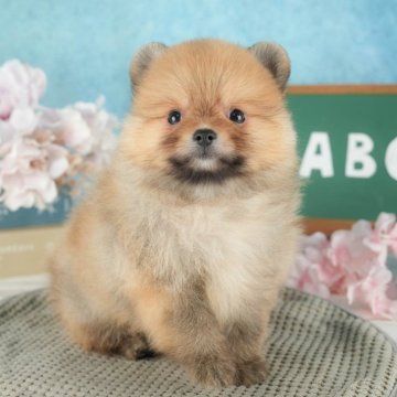 ポメラニアン【栃木県・男の子・2024年4月29日・オレンジセーブル】の写真「総額表示！もふもふキュートボーイ🐶💞」