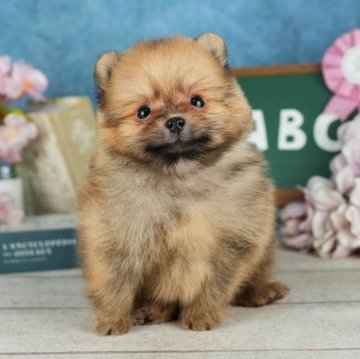 ポメラニアン【栃木県・男の子・2024年2月26日・オレンジ】の写真「遊ぶの大好き！やんちゃな男の子🐶🌟」