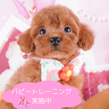 トイプードル(トイ)【栃木県・女の子・2024年8月18日・レッド】の写真「総額表示！ご飯が大好きな食いしん坊ガール💕」