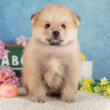 ポメラニアン【栃木県・男の子・2024年1月20日・ウルフセーブル】の写真「元気いっぱいな男の子です🐶」