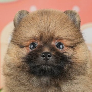 ポメラニアン【栃木県・男の子・2024年3月11日・オレンジセーブル】の写真「好奇心旺盛な甘えん坊くん🐾」