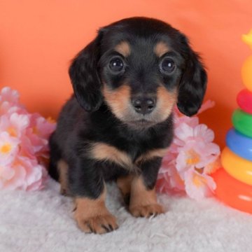 ミニチュアダックスフンド(ロング)【栃木県・女の子・2024年1月31日・ブラックタン】の写真「短い脚がとっても可愛い女の子🐶💞」